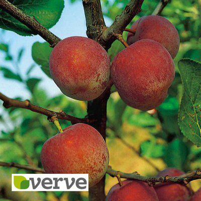 BARE ROOT 5 PACK FRUIT TREE