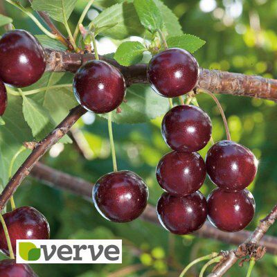 BARE ROOT 5 PACK FRUIT TREE