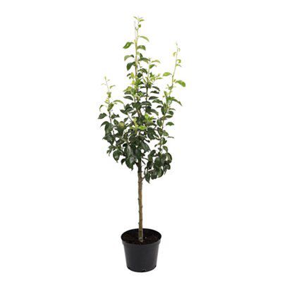 BARE ROOT 5 PACK FRUIT TREE