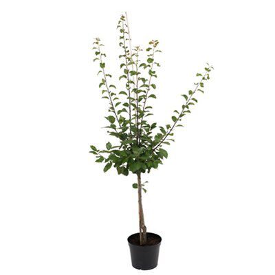 BARE ROOT 5 PACK FRUIT TREE