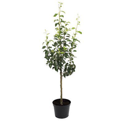 BARE ROOT 5 PACK FRUIT TREE
