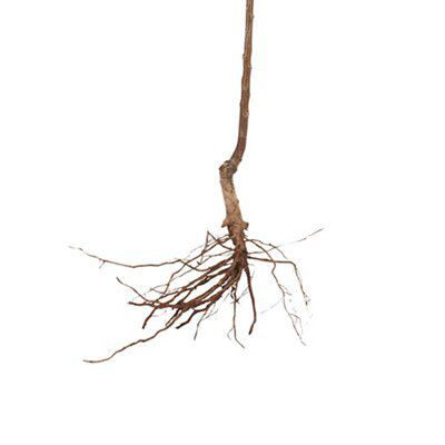 BARE ROOT- BETULA YOUNGII | DIY at B&Q