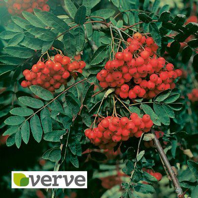 BARE ROOT- SORBUS AUCUPARIA