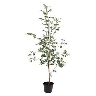 BARE ROOT- SORBUS AUCUPARIA | DIY at B&Q