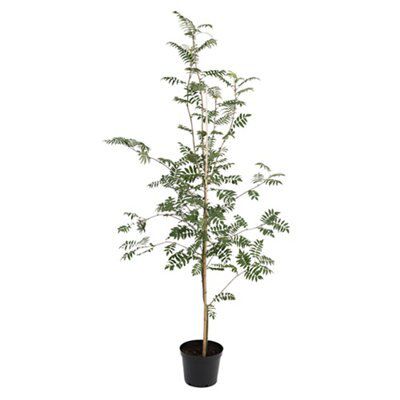 BARE ROOT- SORBUS SH. SEEDLING
