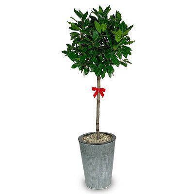 Bay Tree in Silver effect Tin Pot