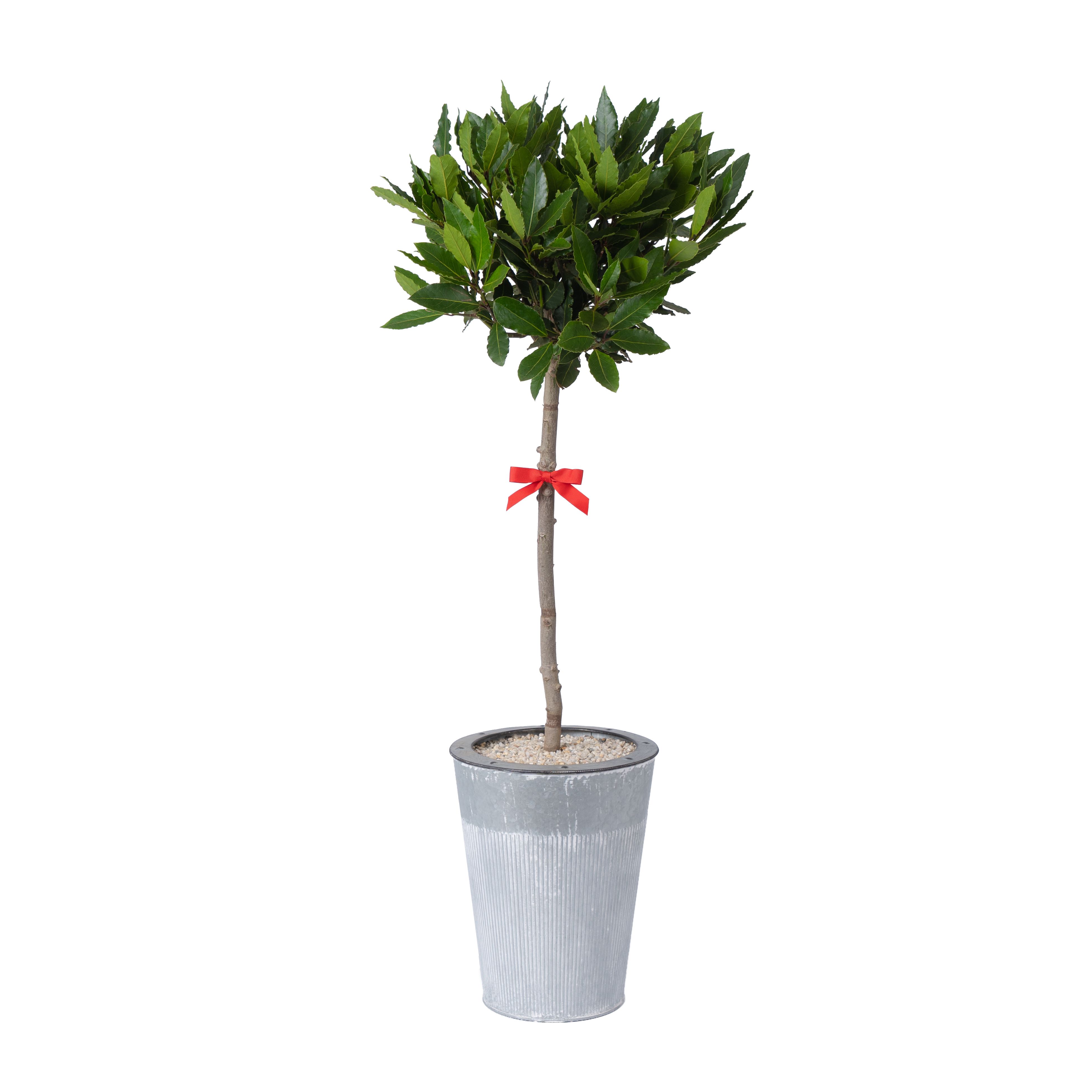 Bay Tree in Silver effect Tin Pot