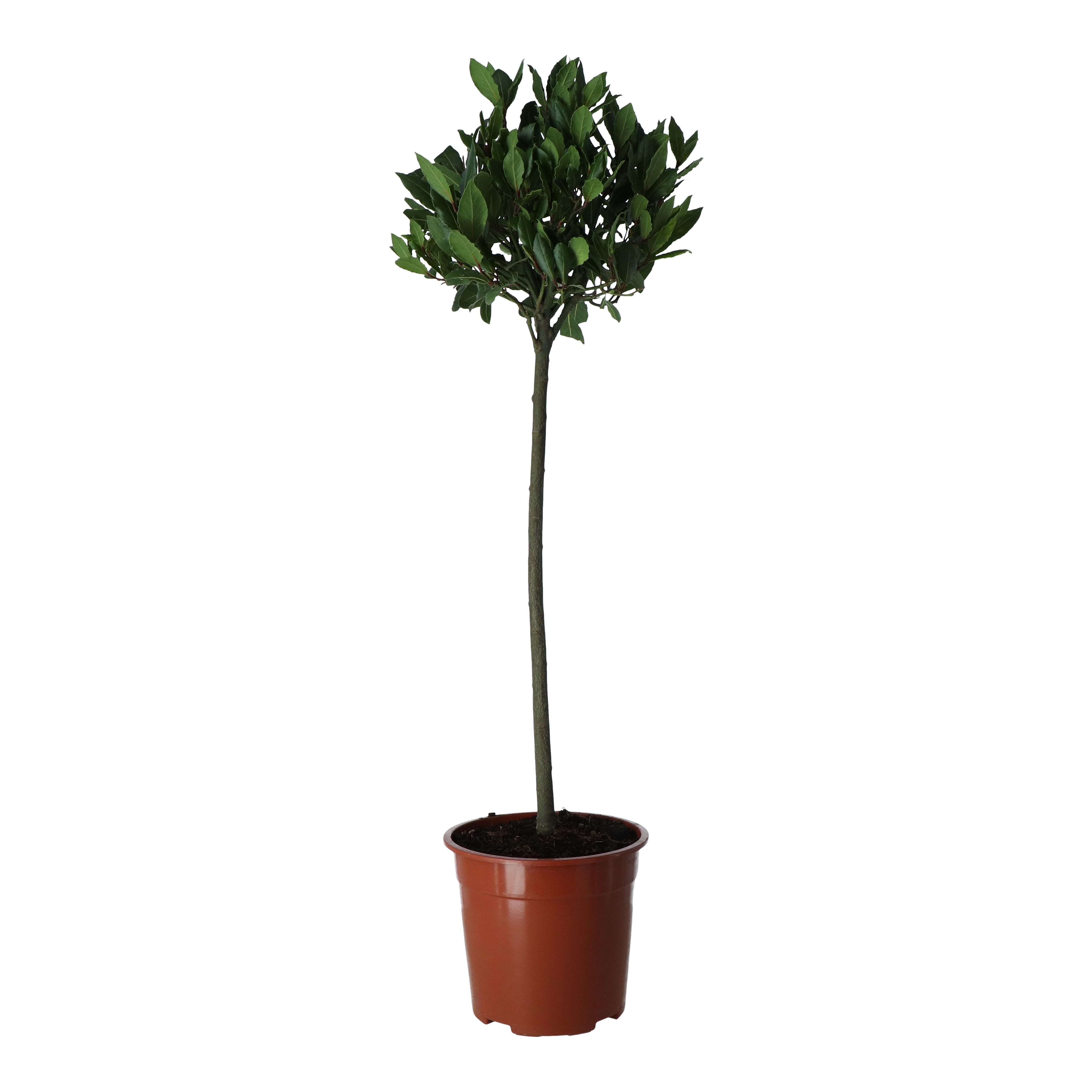 BAY TREE ON STEM