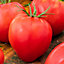 Beefsteak tomato Seed