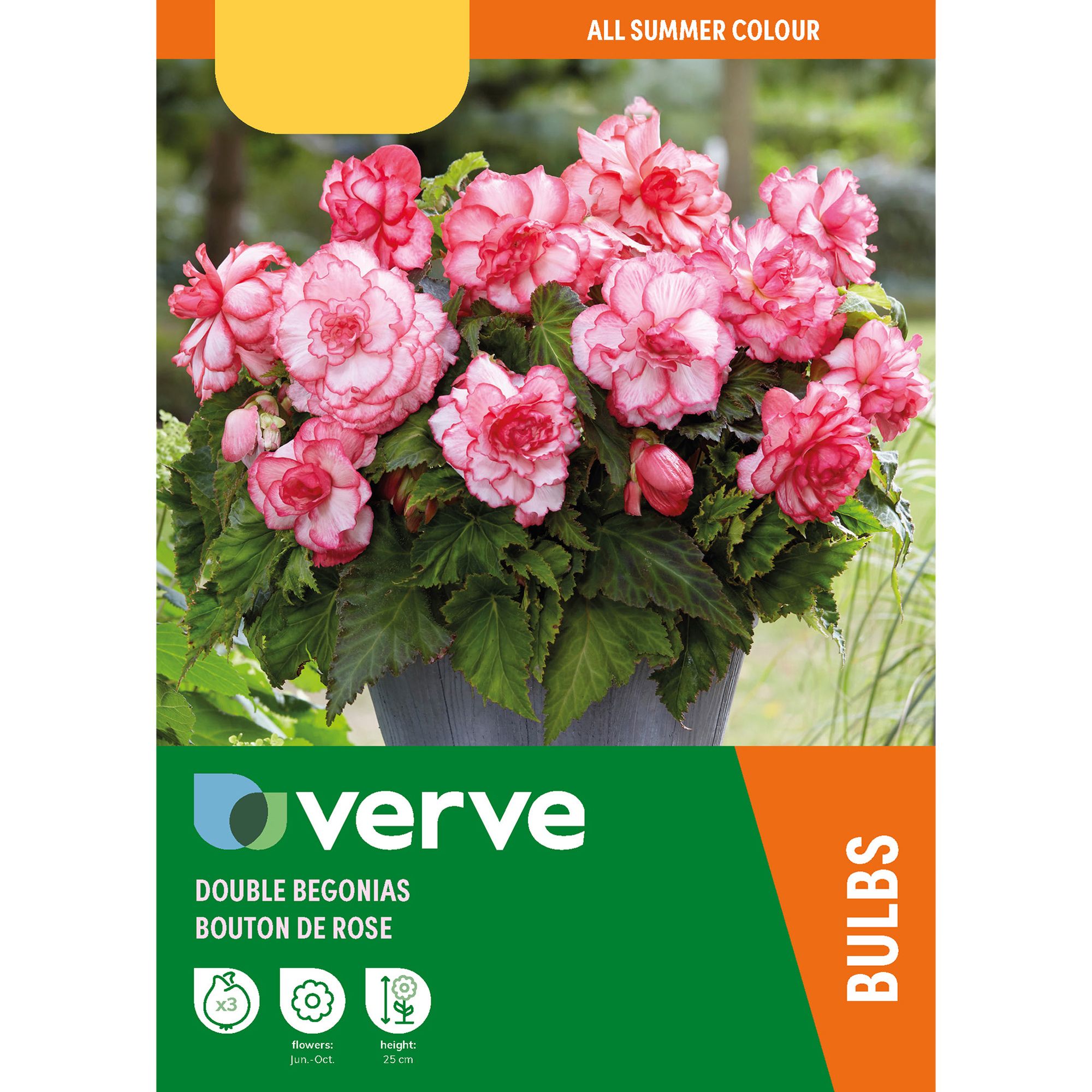 Begonia Bouton de Rose 3 Flower bulbs