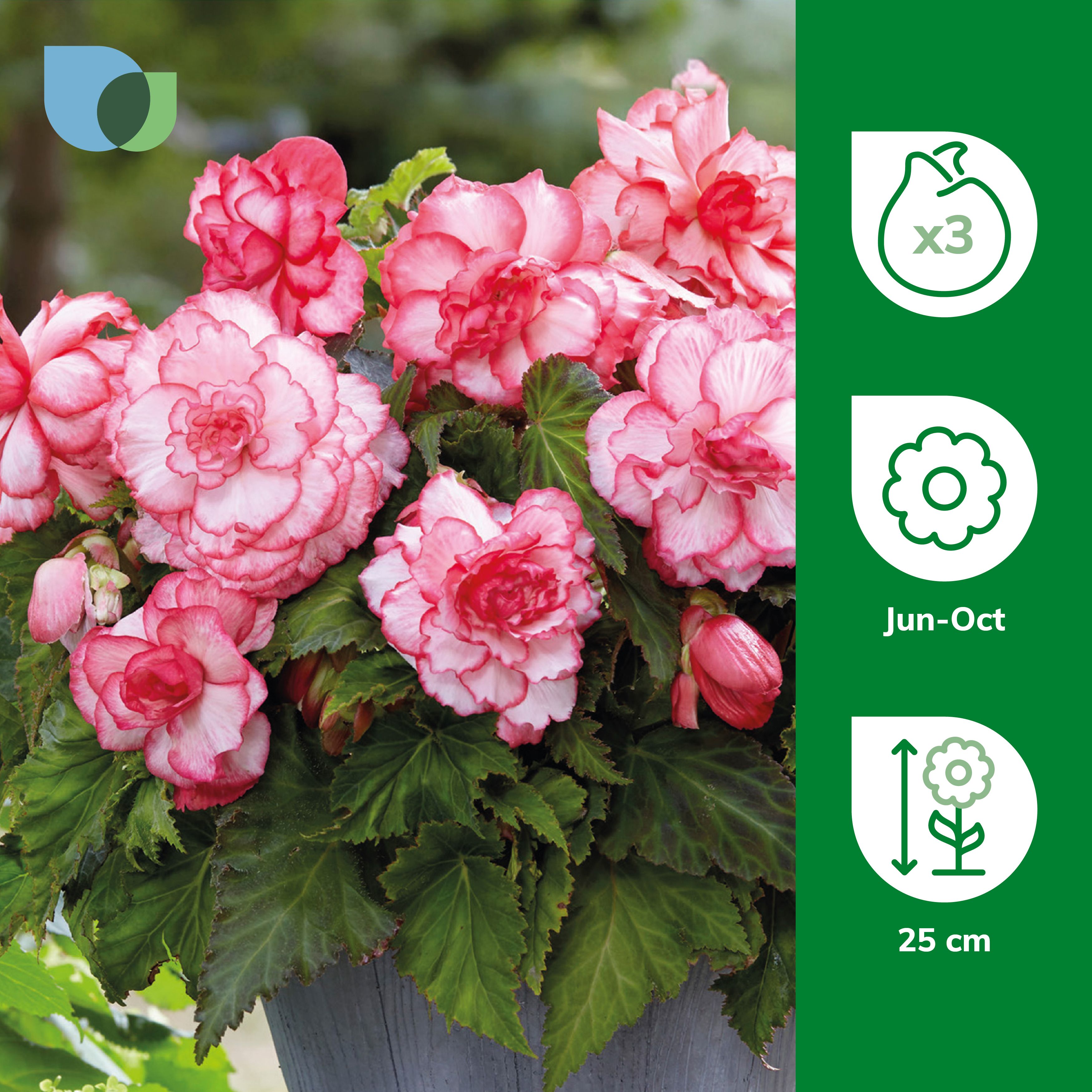 Begonia Bouton de Rose 3 Flower bulbs