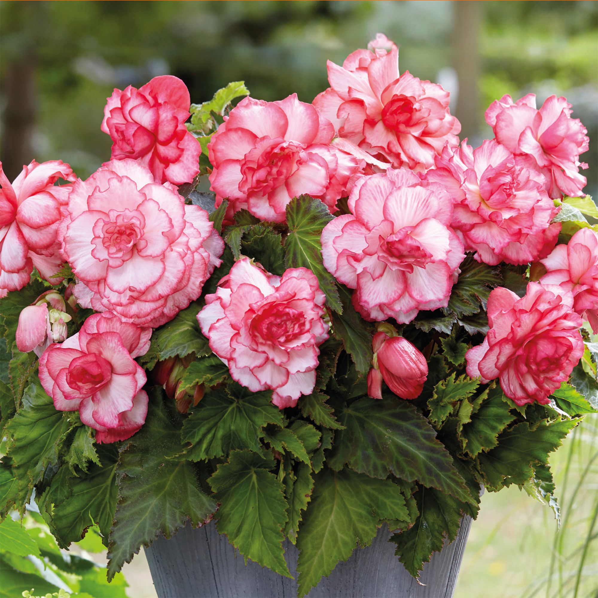 Begonia Bouton de Rose 3 Flower bulbs