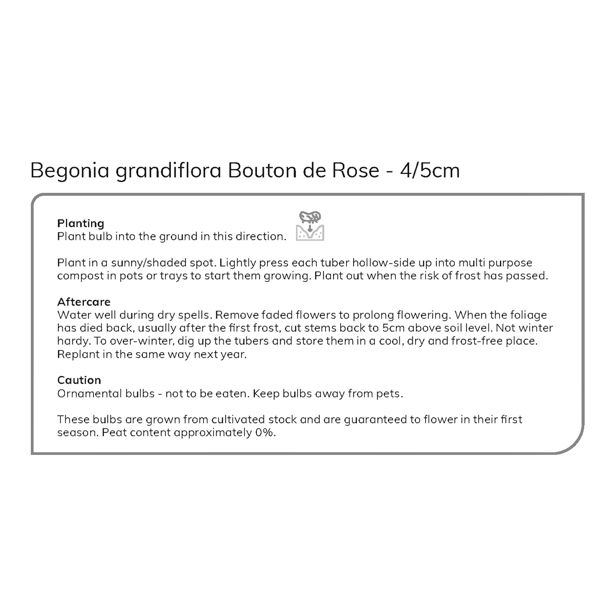 Begonia Bouton de Rose 3 Flower bulbs