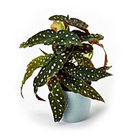 Begonia Ceramic Pot