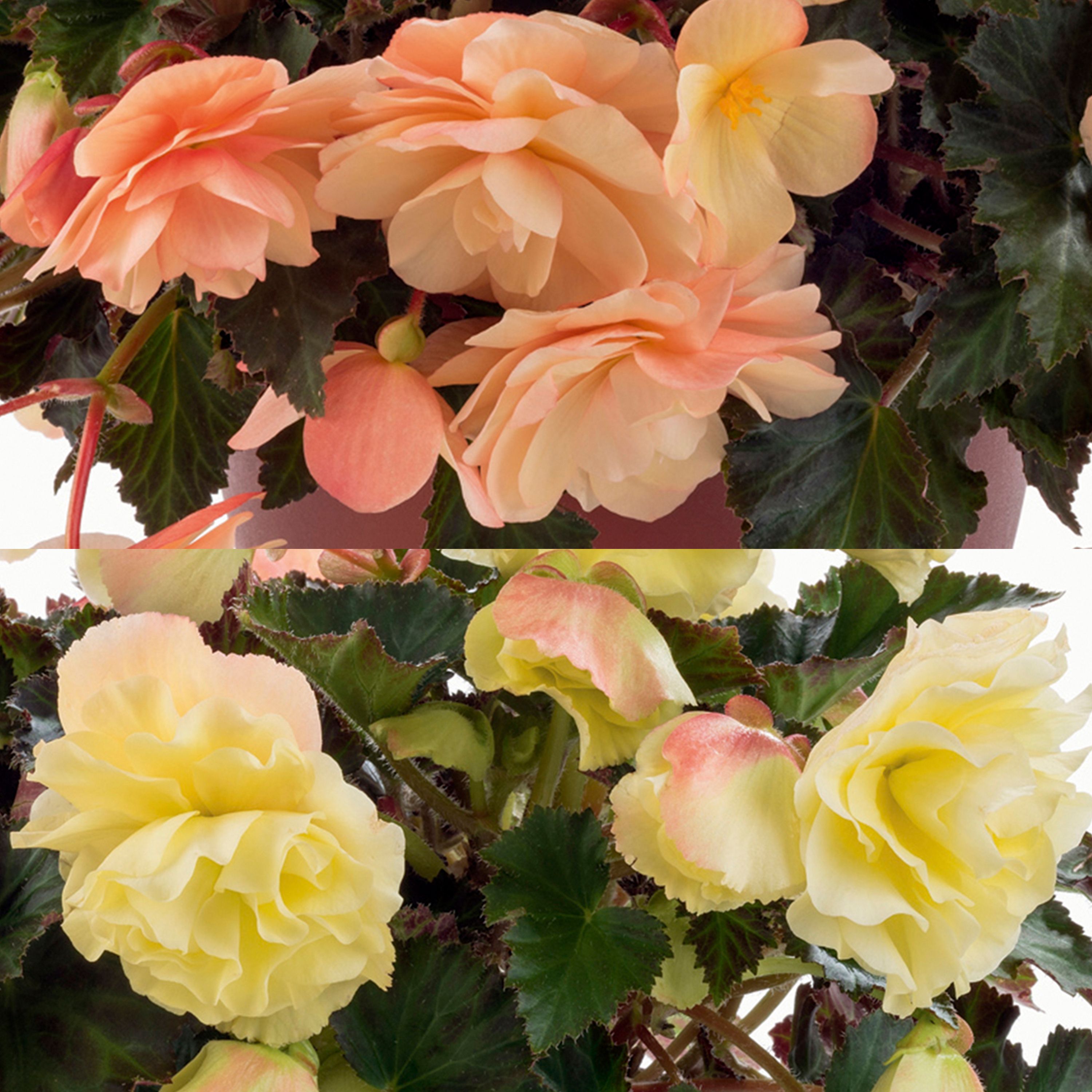 Begonia Fragrant Falls Summer Bedding plant 17cm, Pack of 2