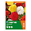 Begonia Mix Flower bulb, Pack of 8