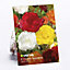Begonia Mix Flower bulb, Pack of 8
