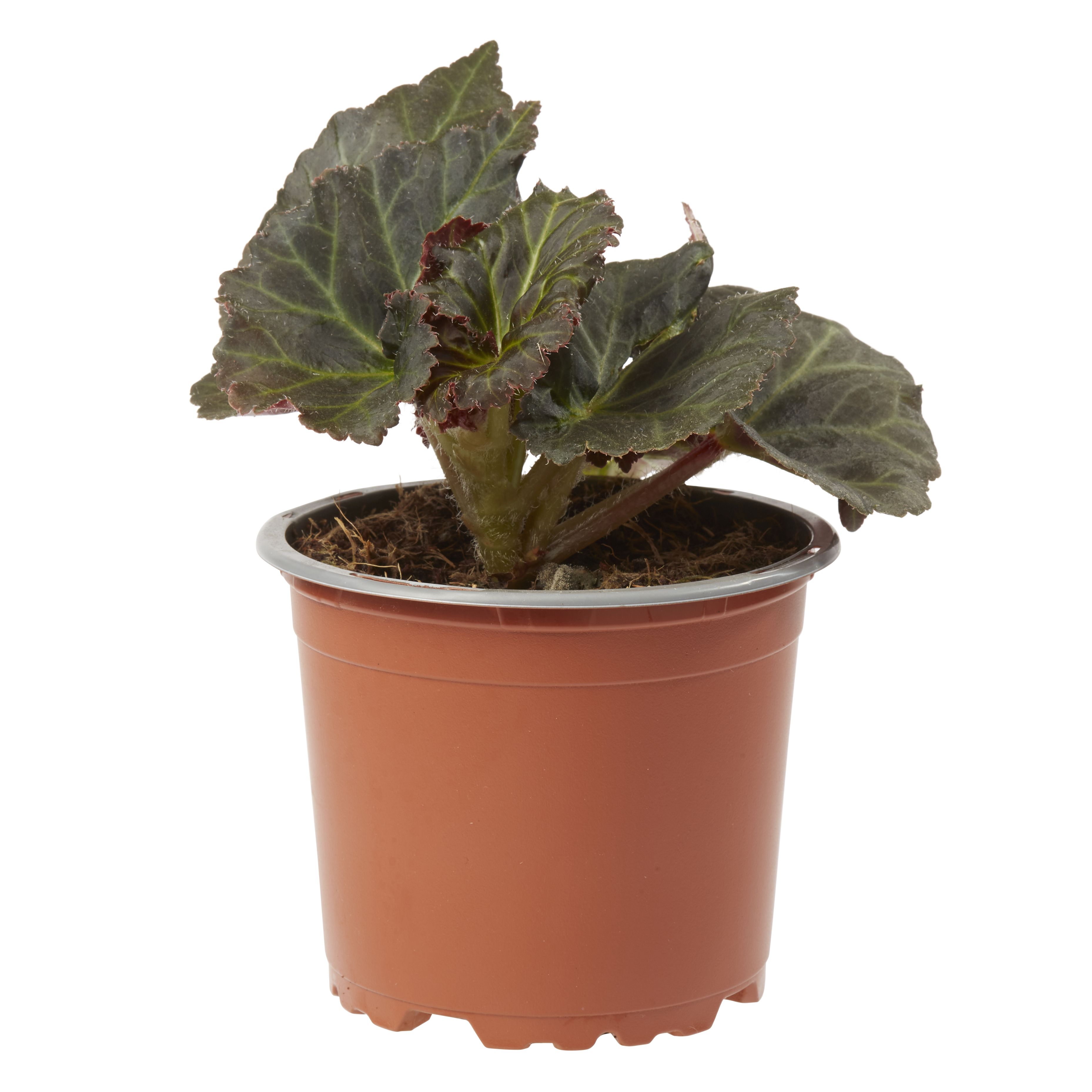 Begonia Non Stop Summer Bedding plant 10.5cm, Pack of 6