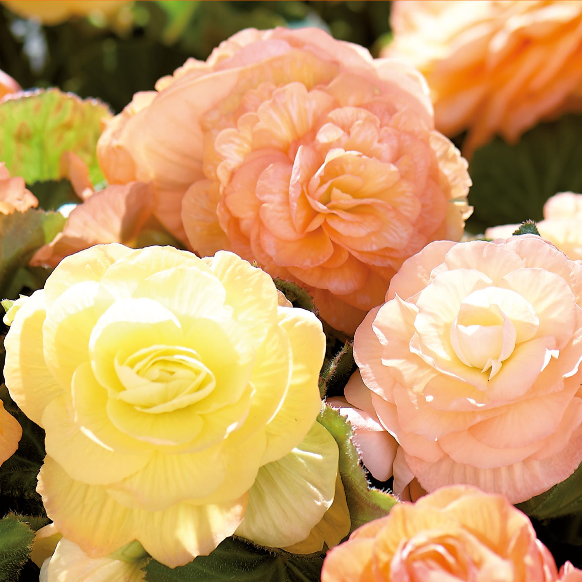 Begonia Pastel Mixed Flower bulb, Pack of 8