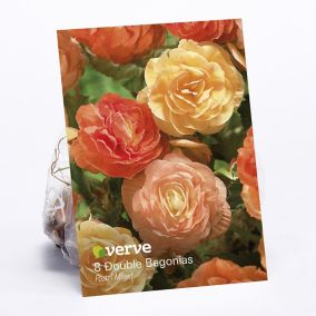 Begonia Pastel Mixed Flower bulb, Pack of 8