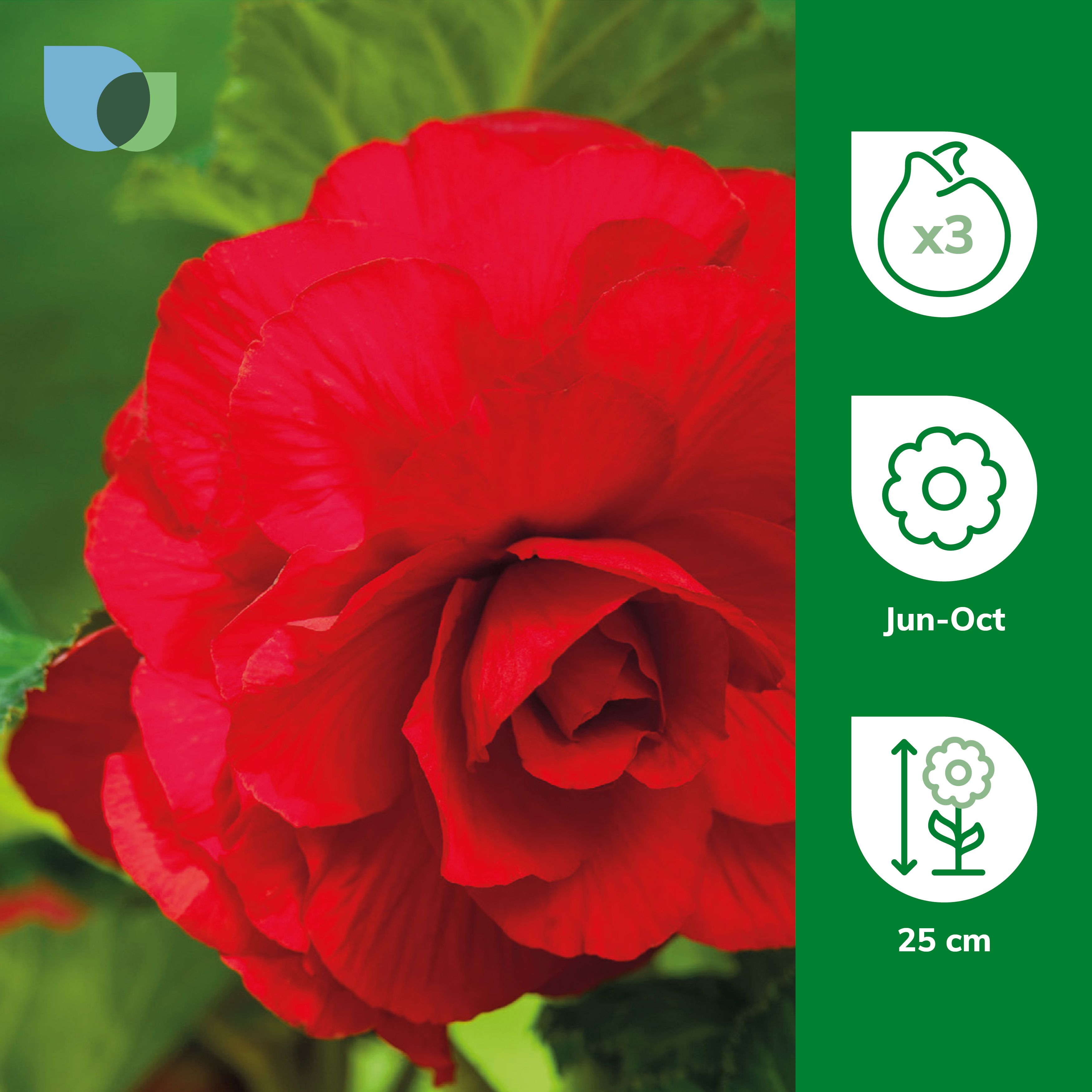 Begonia Red 3 Flower bulbs