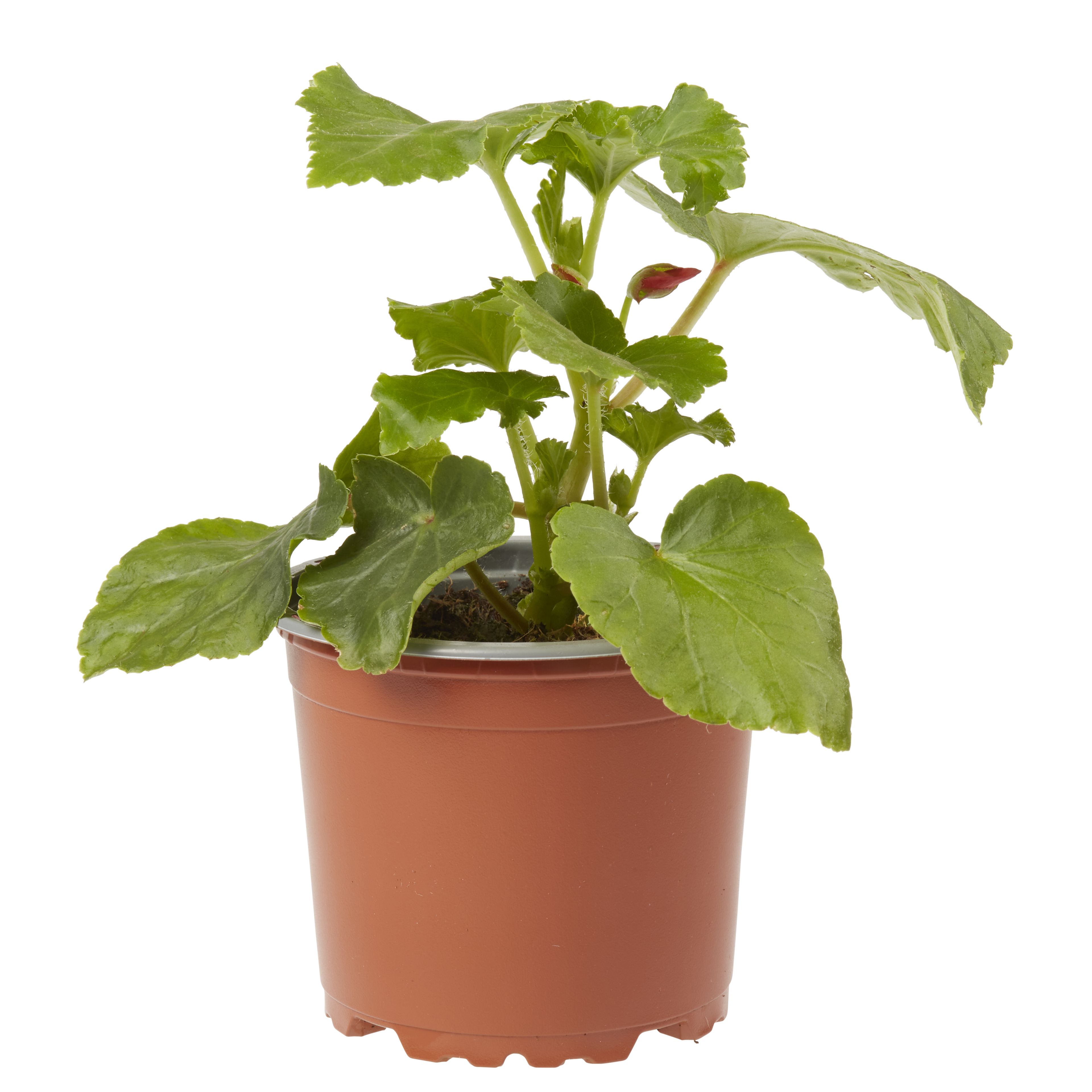 Begonia Trailing Summer Bedding plant, 10.5cm Pot, Pack of 6 DIY at B&Q