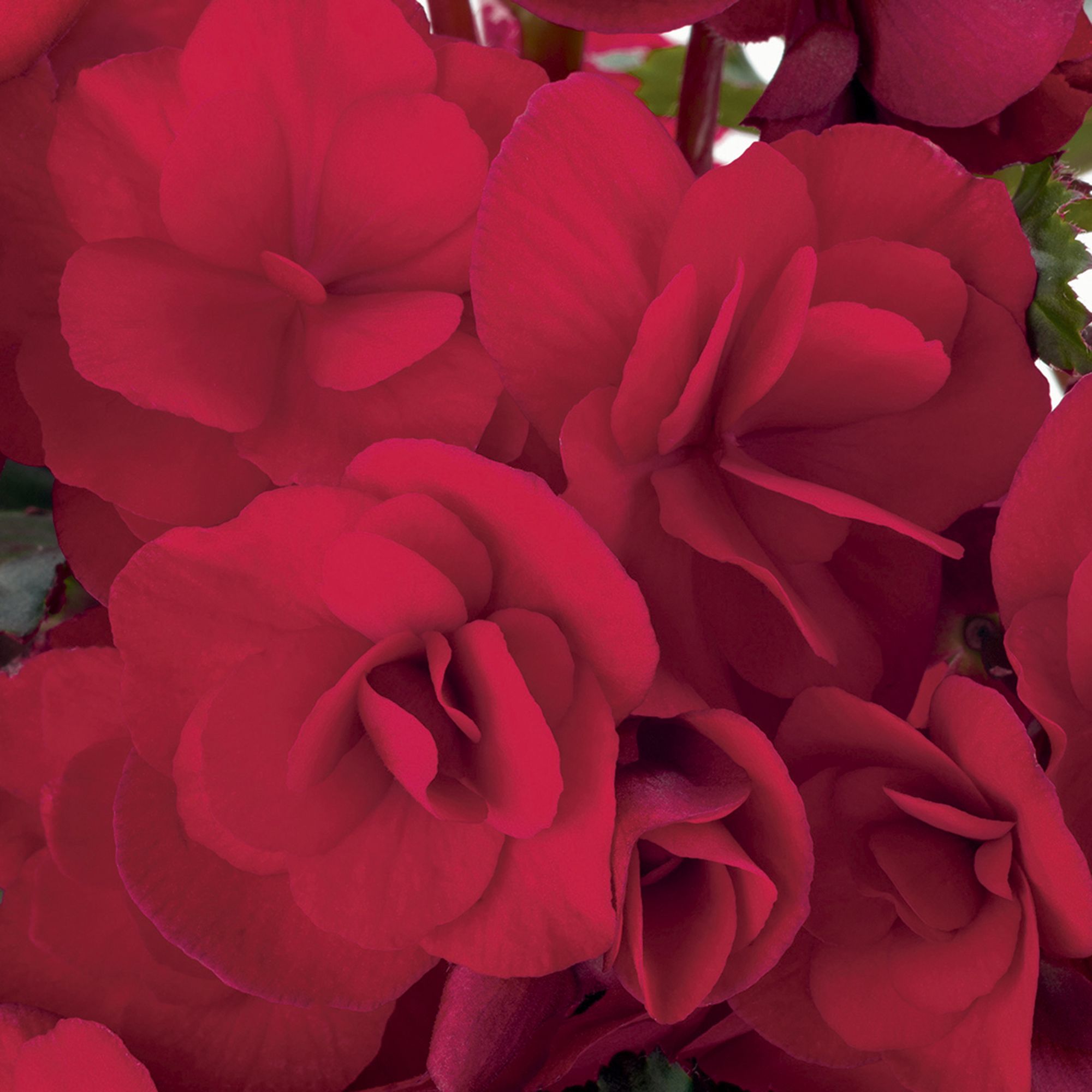 Begonia Upright Vermillion Summer Bedding plant 17cm, Pack of 2 DIY at B&Q