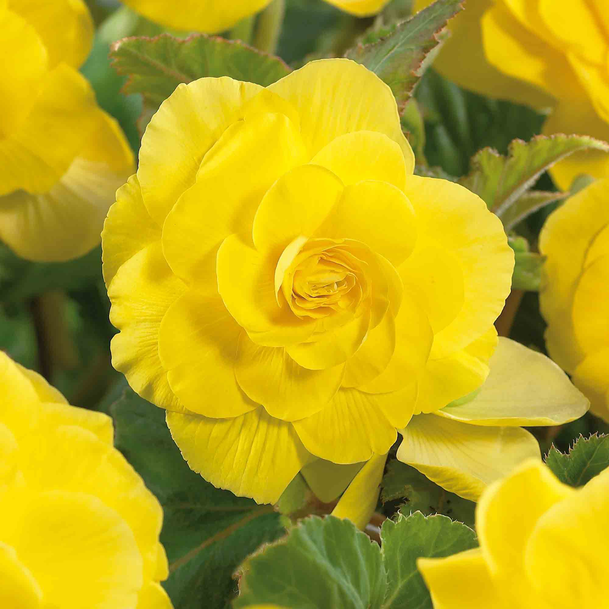 Begonia Yellow 3 Flower bulbs