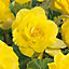 Begonia Yellow Flower bulb, Pack of 3
