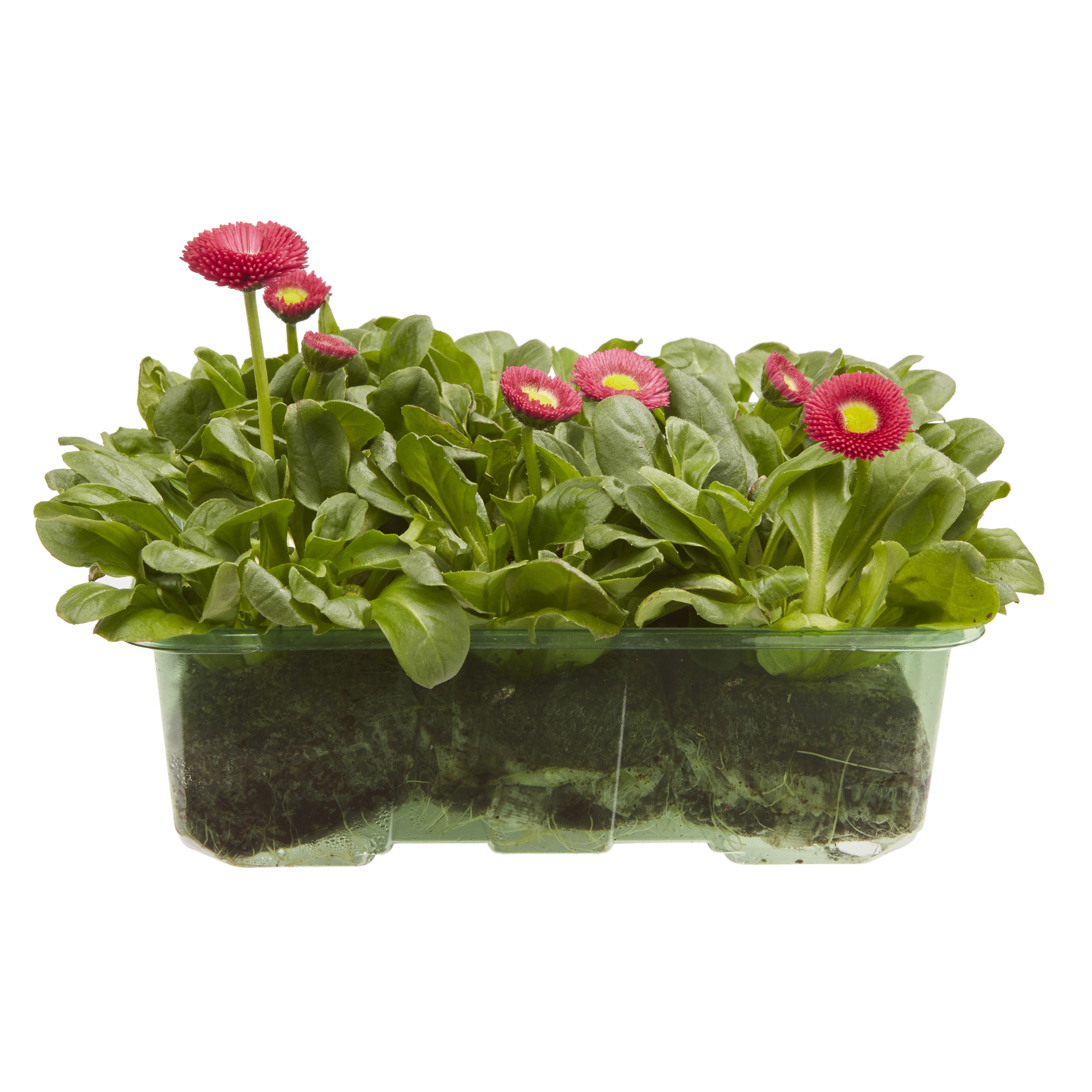 Bellis Red Spring Bedding plant 13cm, Pack of 4