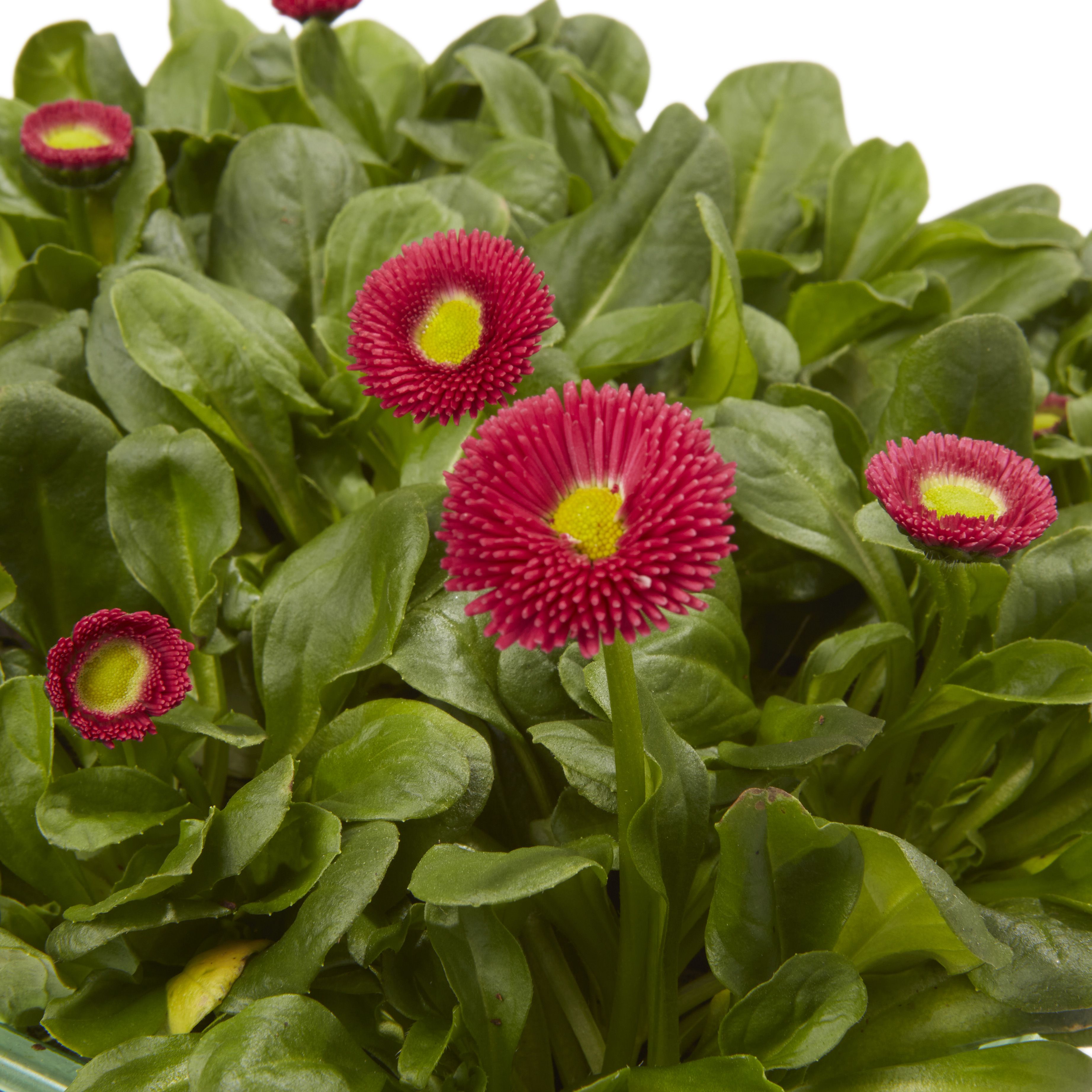 Bellis Red Spring Bedding plant 13cm, Pack of 4
