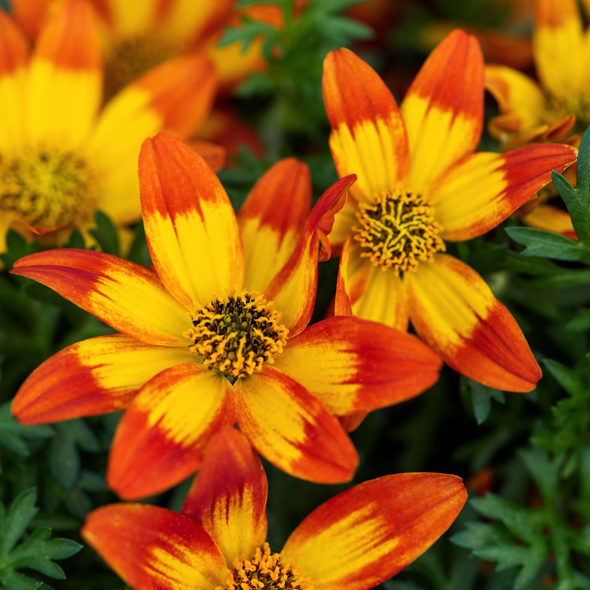 Bidens Blazing Embers Summer Bedding Plant 13cm, Pack Of 4 | DIY At B&Q