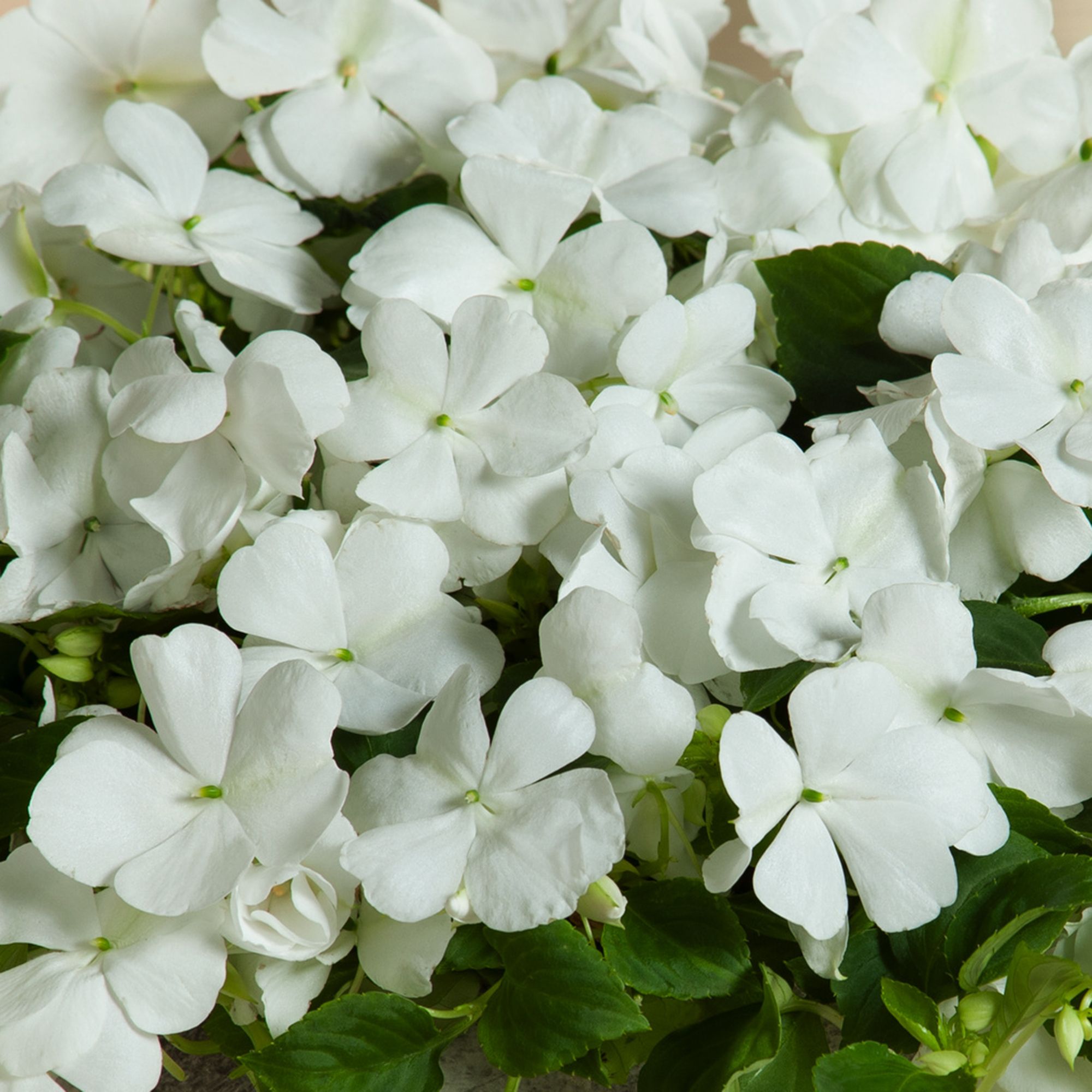 Bizzie lizzie White Summer Bedding plant 17cm, Pack of 2 | DIY at B&Q