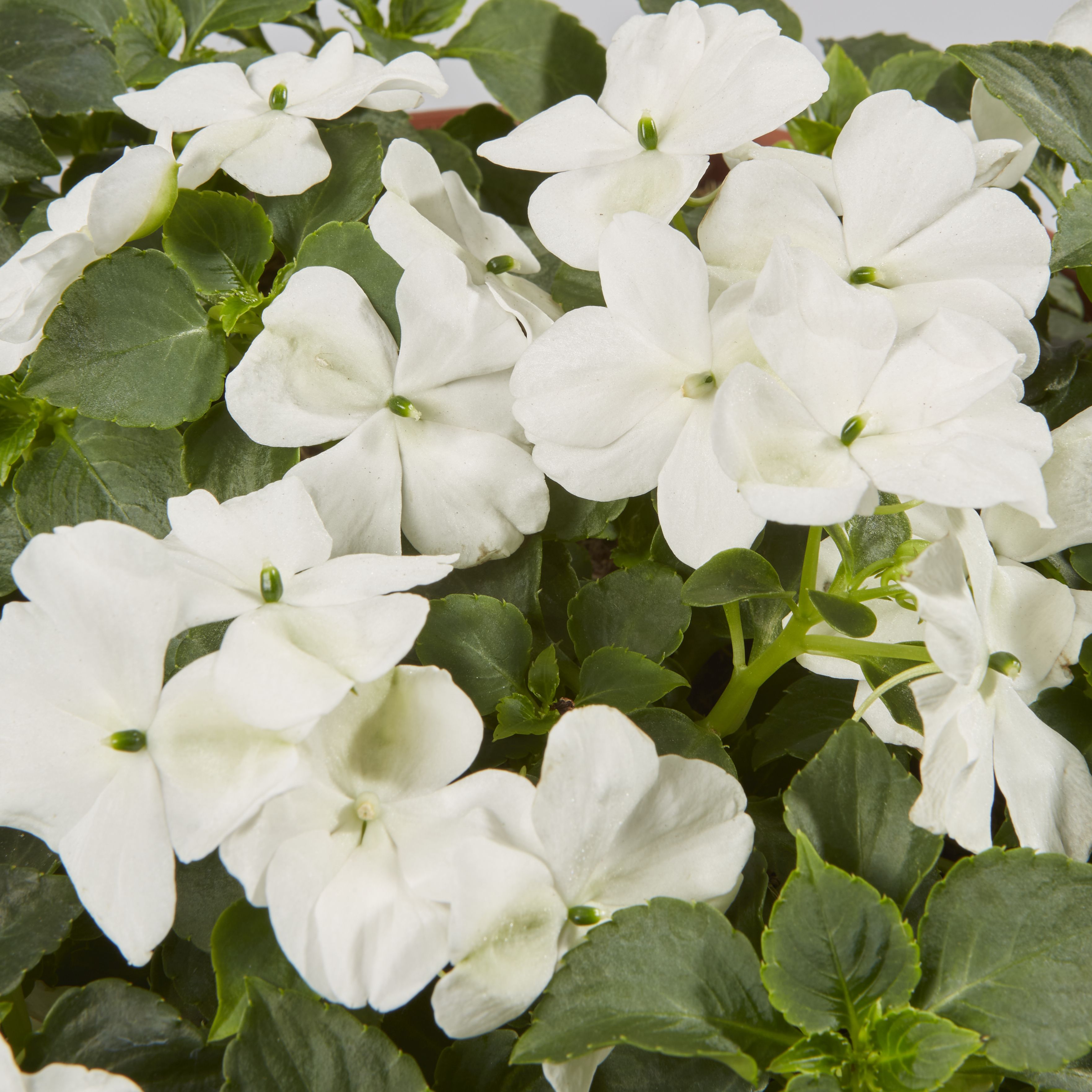 Bizzie lizzie White Summer Bedding plant 23cm | DIY at B&Q