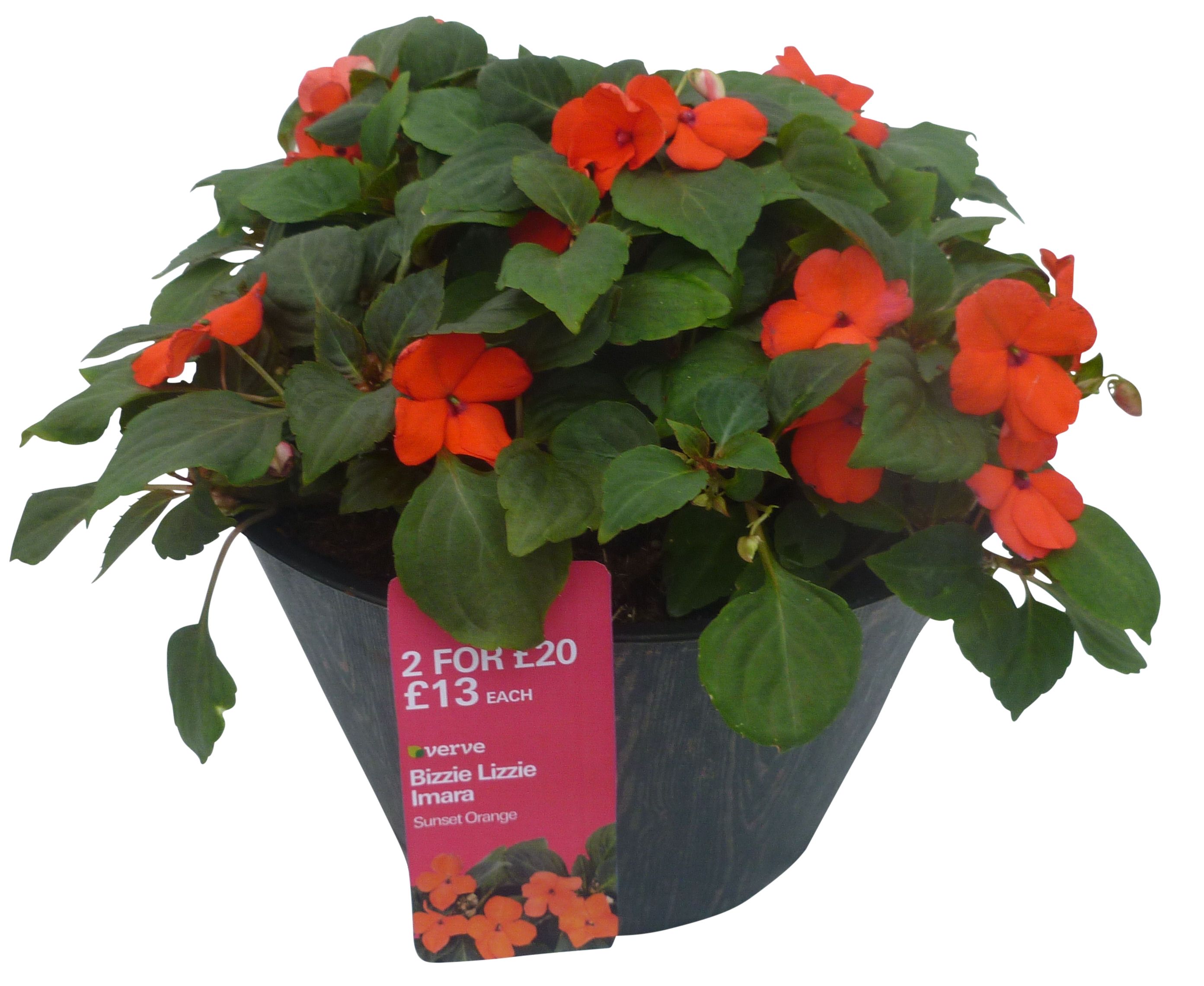 Bizzie lizzie DIY at B&Q