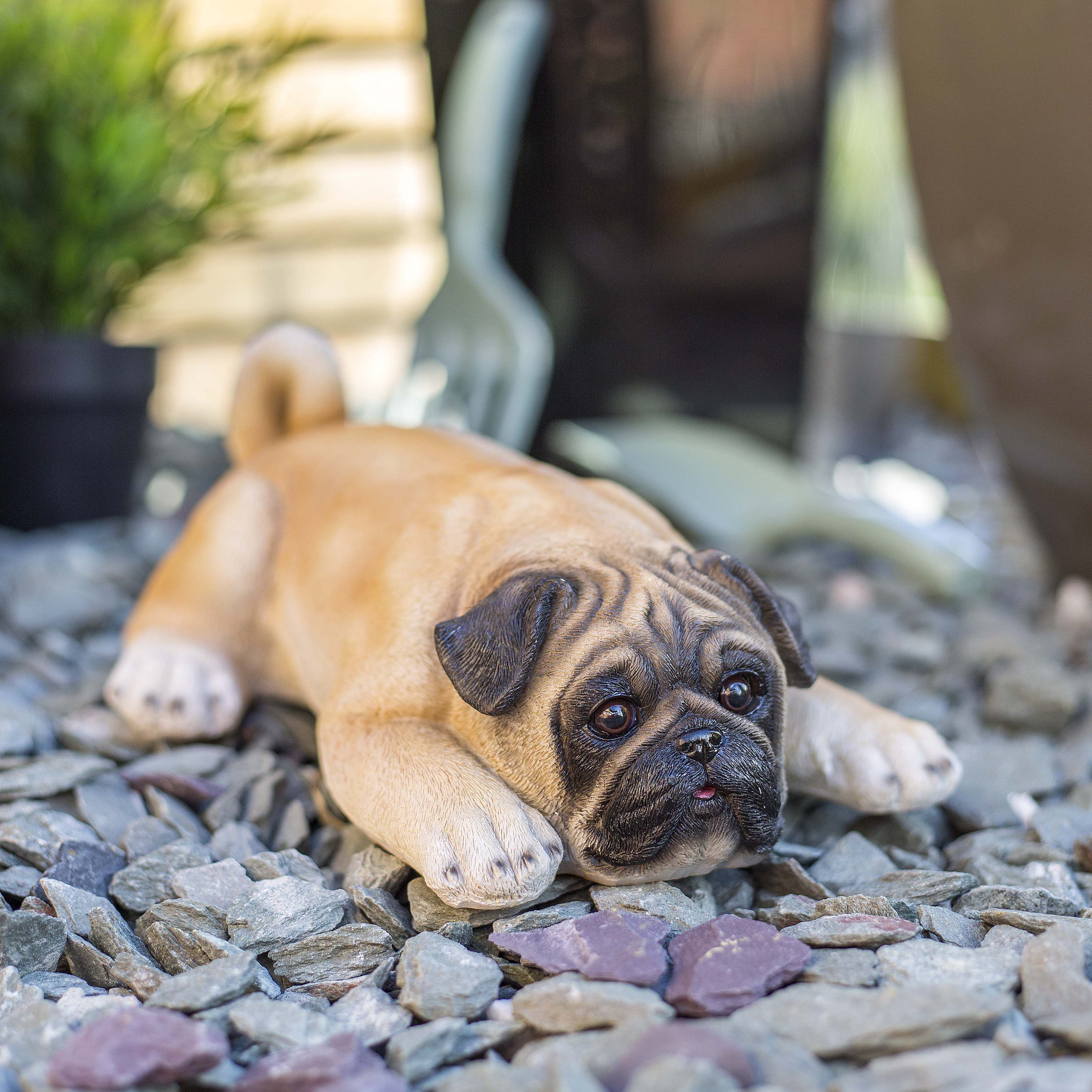 Black, brown & white Resin Pug Garden ornament (H)10.2cm