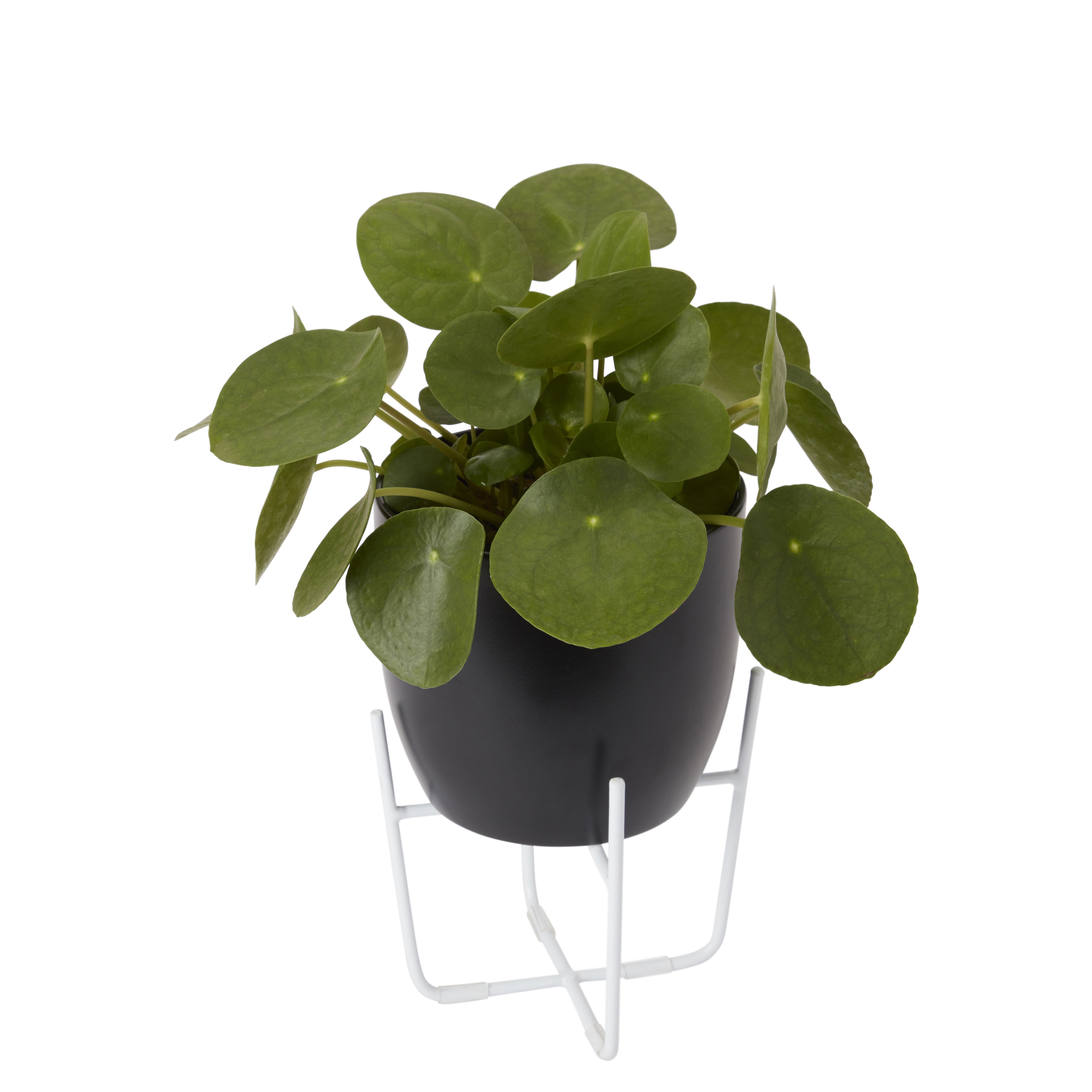 Black Ceramic Circular Plant pot (Dia)14.4cm