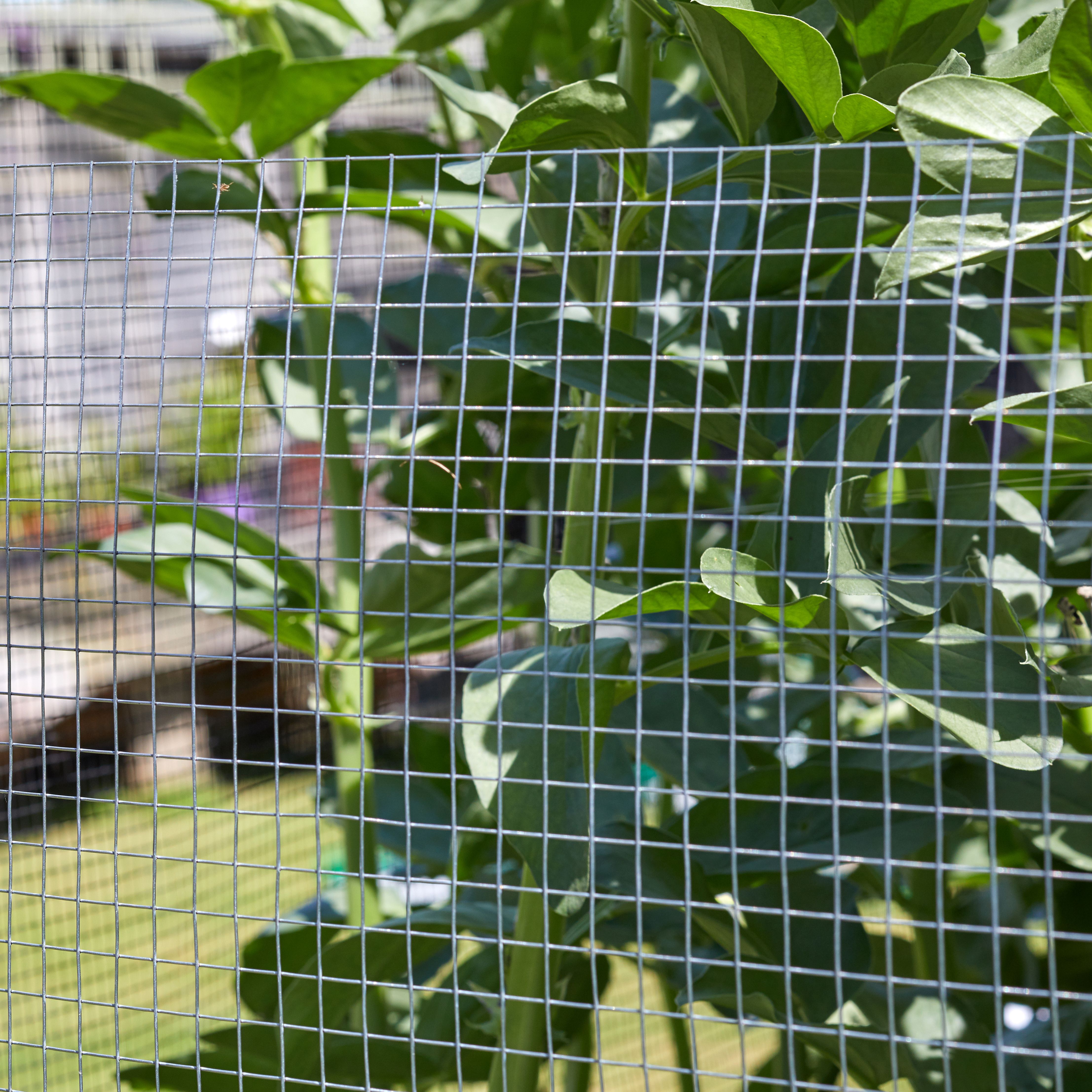 Blooma 13x13mm Galvanised Steel Wire mesh roll, (L)5m (H)0.5m