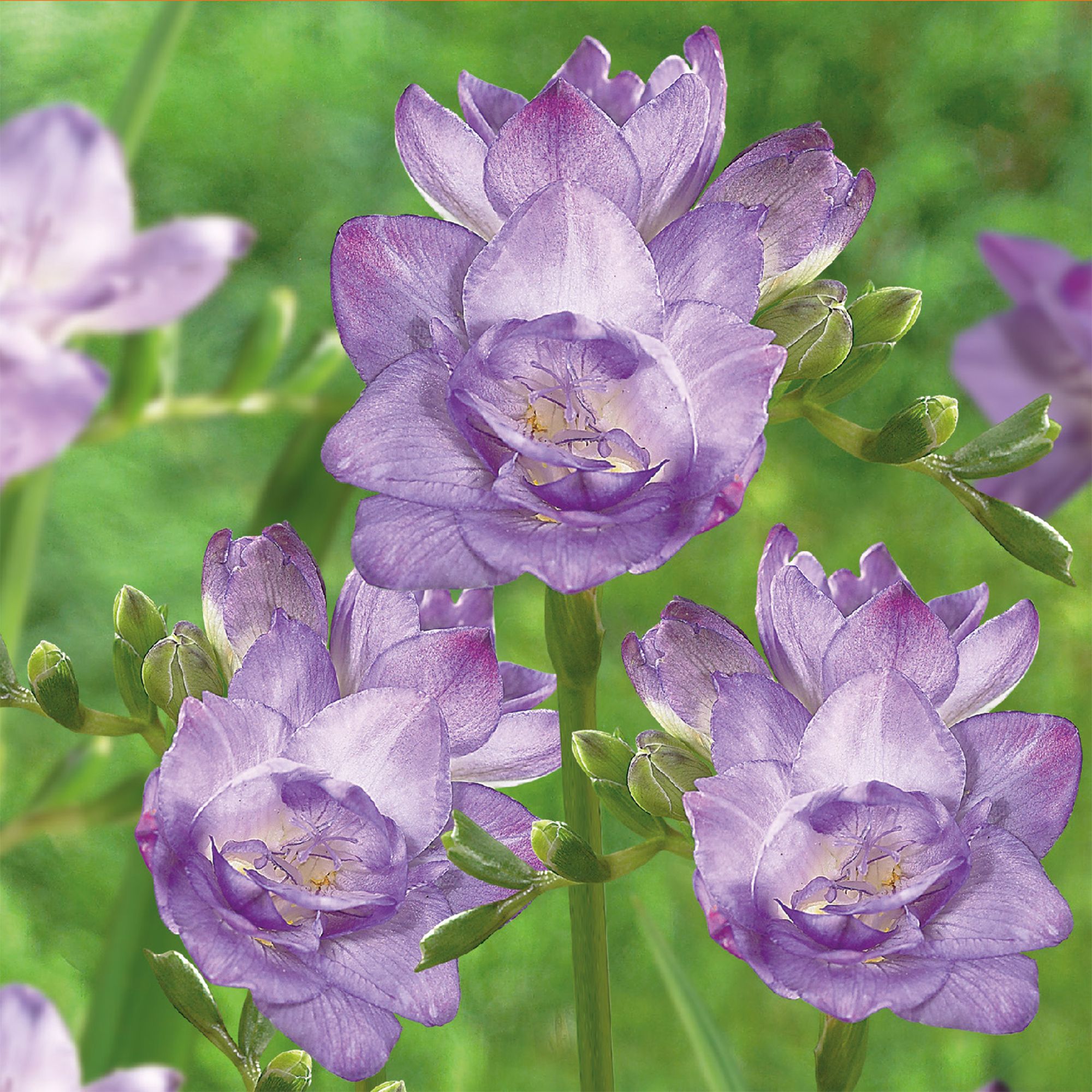 Blue Double Freesias 15 Flower bulbs