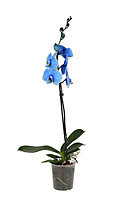 BLUE ORCHID 1 SPIKE