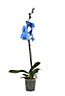 BLUE ORCHID 1 SPIKE