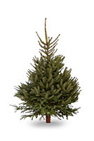 Blue spruce Small Cut christmas tree