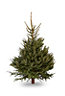 Blue spruce Small Cut christmas tree