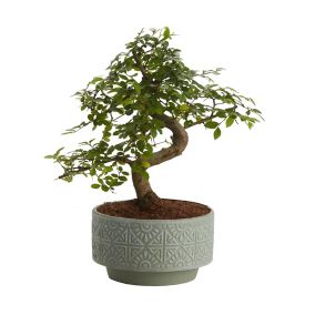 Bonsai in 15cm Grey Bonsai Ceramic Decorative pot