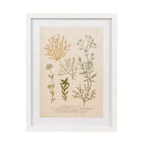 Botanica alsine White Framed print (H)430mm (W)330mm