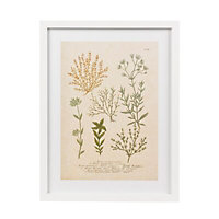 Botanica alsine White Framed print (H)43cm x (W)33cm