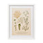 Botanica alsine White Framed print (H)43cm x (W)33cm