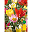 Botanical mixed Tulip Flower bulb, Pack