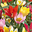 Botanical mixed Tulip Flower bulb, Pack