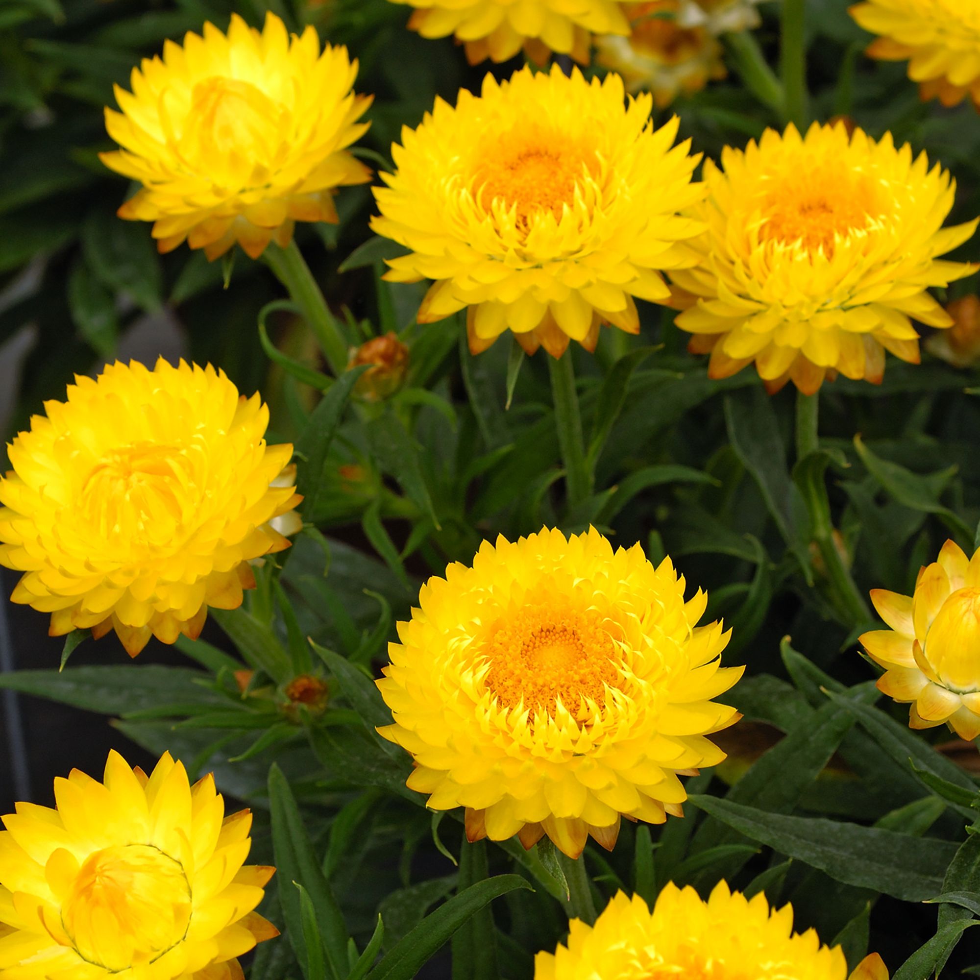 Bracteantha Yellow Xl Summer Bedding plant 23cm DIY at B&Q